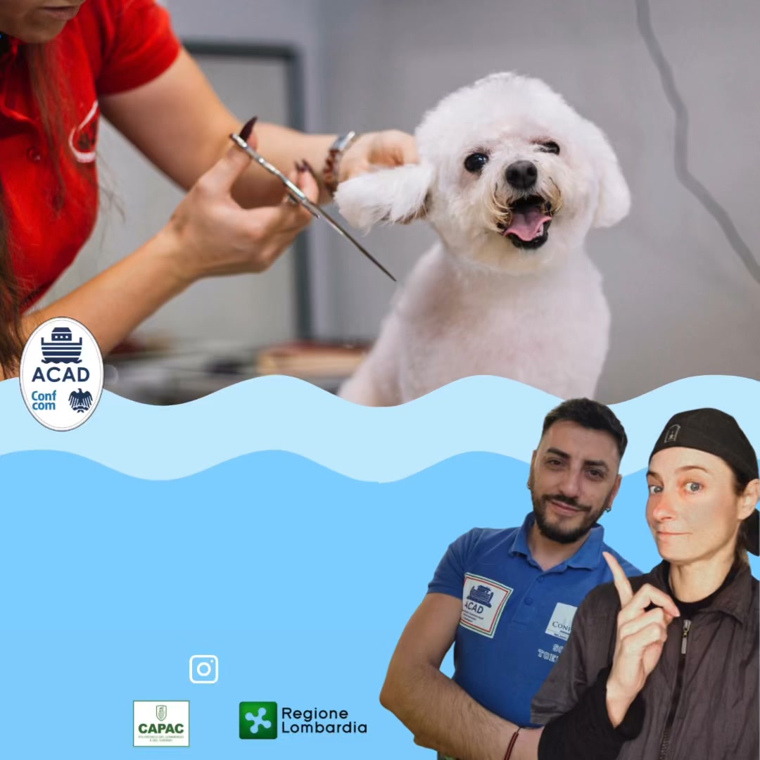 Vuoi imparare davvero il mestiere del toelettatore? Questo è il momento giusto per iniziare. Fino…